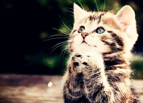 Simak! Ini 4 Tanda Kucing sedang Mendoakan Pemiliknya