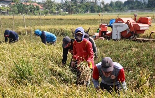 Produksi Beras 2025 Naik Signifikan, Pemerintah Pastikan Stok Aman Tanpa Impor