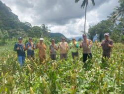 Bhabinkamtibmas dan Kepala Desa Lanne Tinjau Lahan Jagung Hibrida Warga untuk Perkuat Ketahanan Pangan