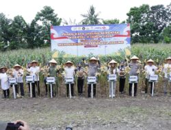 Panen Raya Jagung di Pangkep, Kapolda Sulsel Perkuat Sinergi Ketahanan Pangan Nasional